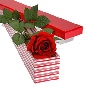 Un fir de trandafir rosu in cutie