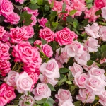Semnificația trandafirilor roz