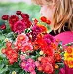 Buchete de toamna: 5 flori ce ne vor colora zilele friguroase