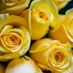 Trandafirii galbeni - semnificație și simbol