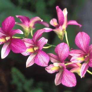 Cat de usor este de intretinut orhideea Dendrobium?