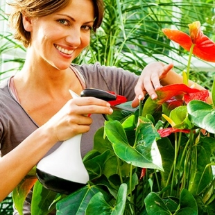 Cel mai bun prieten al plantelor de interior