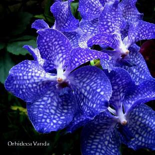 Cum sa ingrijesti cea mai frumoasa orhidee - Vanda?