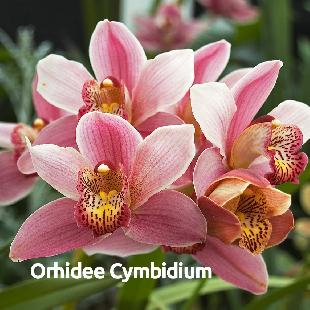 Cum sa ingrijesti orhideea Cymbidium pentru a sta inflorita tot anul