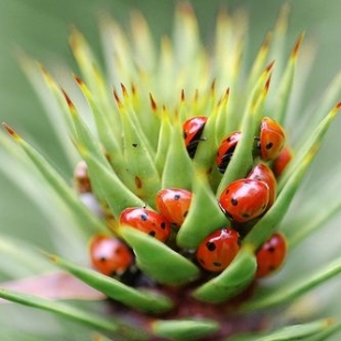 Daunatorii florilor si tratamentele fara pesticid chimic