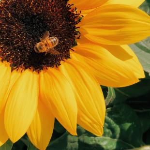 Floarea soarelui – cele mai interesante curiozități