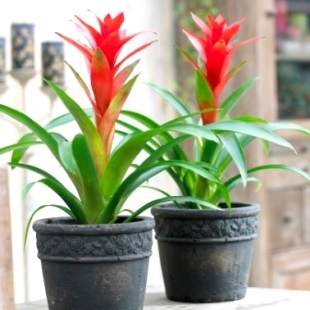 Guzmania Exotism In Casa Ta