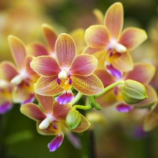 Idee de cadou: Orhidee la ghiveci