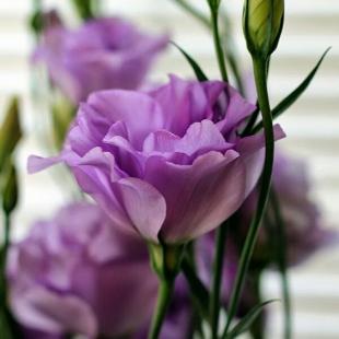 Magia florilor de lisianthus