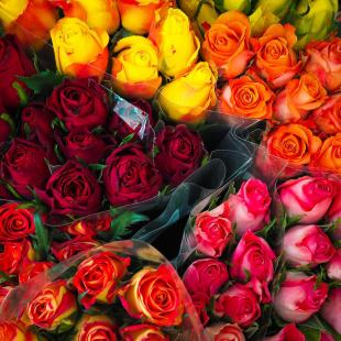 Semnificația culorilor trandafirilor