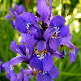 Simbolismul, plantarea si ingrijirea irisului (stanjenel)