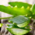 Beneficiile plantei de Aloe Vera