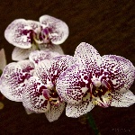 Cum sa ingrijesti si cum faci sa infloreasca orhideea Phalaenopsis?