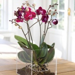 De ce putrezesc radacinile orhideei Phalaenopsis?
