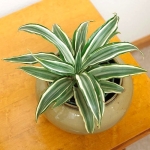 Dracena, copacelul fericirii