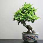 Fertilizarea bonsaiului