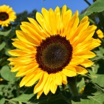 Floarea soarelui, imaginea radiantă a verii