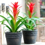 Guzmania - exotism in casa ta!