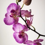 Orhideea - elixirul iubirii