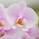 Pregatiti florile de orhidee cu ingrasamantul potrivit