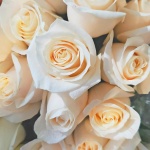 Trandafirul alb - semnificație și legendă