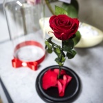 Trandafirul rosu criogenat, un cadou de neuitat pentru iubita