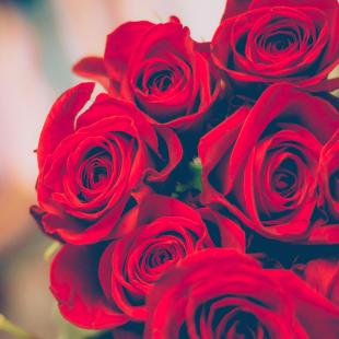 Trandafirul roșu - semnificație și legendă