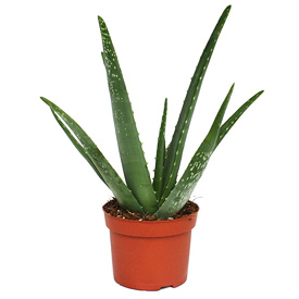 Aloe Vera, elixirul tineretii