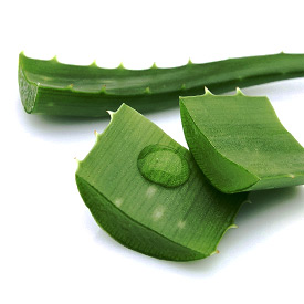 Aloe Vera, elixirul tineretii