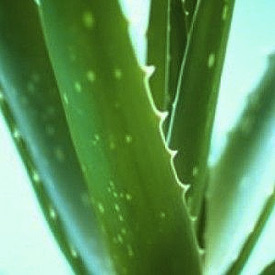 Aloe Vera, elixirul tineretii