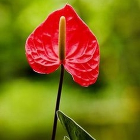 Anthurium, sageata lui Cupidon