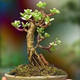 Bonsai intelept