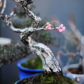 Bonsai intelept