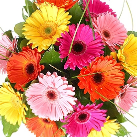 Buchet multicolor de gerbera