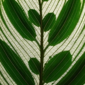 Calathea