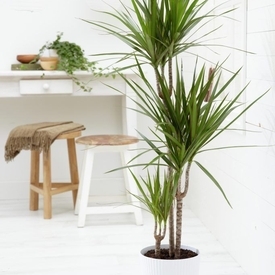 Dracena