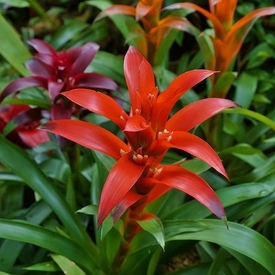 Guzmania exotica