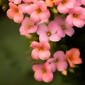 Kalanchoe delicata