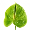 Anthurium verde