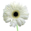 Gerbera alba