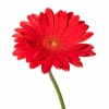 Gerbera rosie