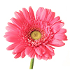 Gerbera roz