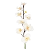 Orhidee imperiala alba