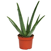 Aloe Vera, elixirul tineretii