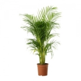 Areca