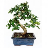 Bonsai intelept