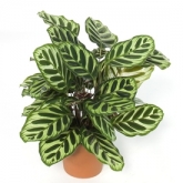 Calathea