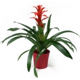 Guzmania exotica