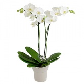 Orhidee alba