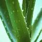 Aloe Vera, elixirul tineretii